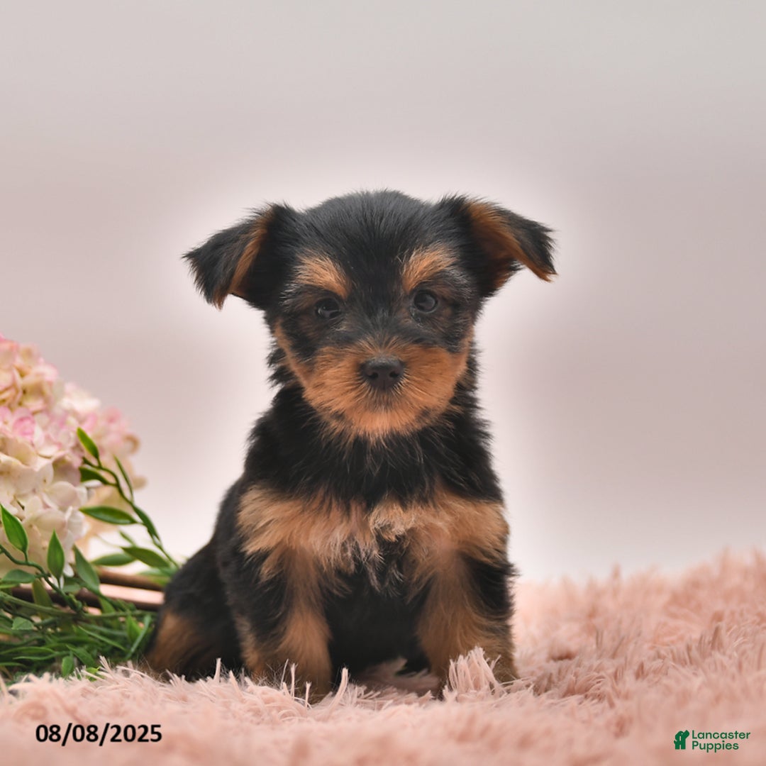 Yorkshire Terrier dogs for sale: Regina - Image 1