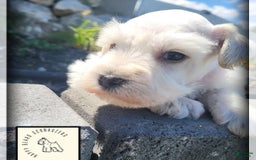 Miniature Schnauzer dogs for sale: Herbert - Image 3