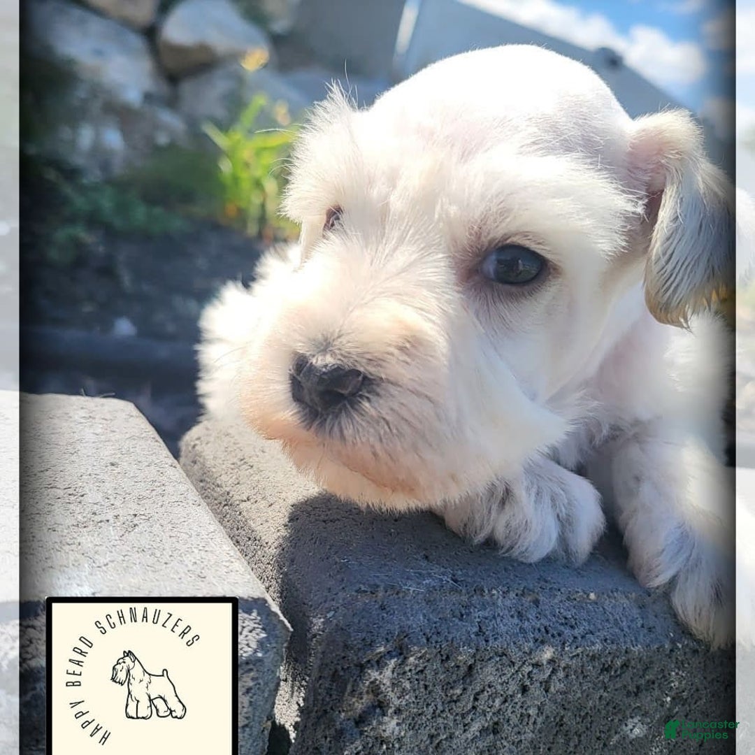 Miniature Schnauzer dogs for sale: Herbert - Image 3