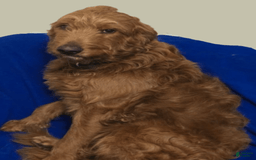 English Shepherd dogs for sale: Teddy - Image 5