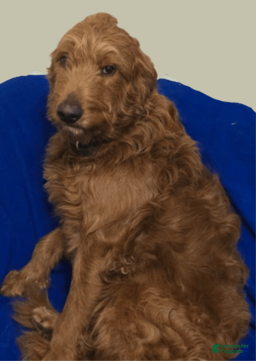 English Shepherd dogs for sale: Teddy - Image 5