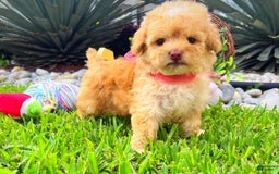 Toy Poodle dogs for sale: Juliet - Image 2