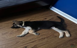 German Shepherd dogs for sale: Choco - Image 1