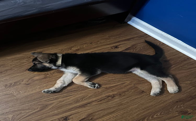 German Shepherd dogs for sale - Ad 1