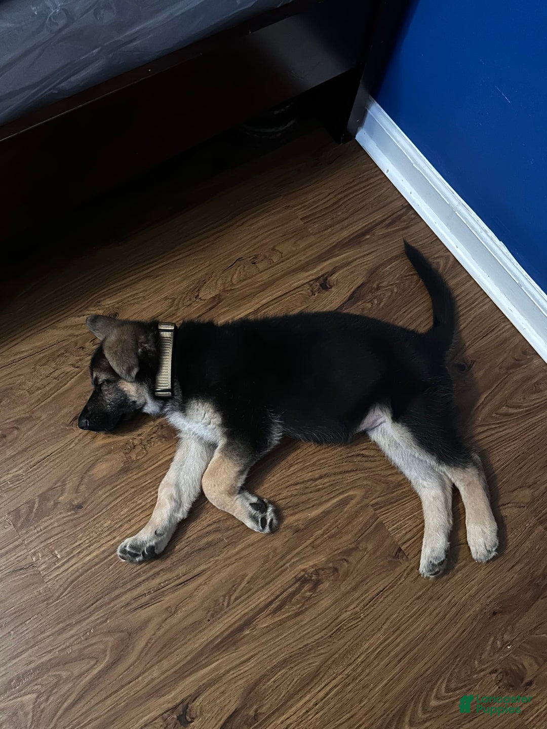 German Shepherd dogs for sale: Choco - Image 1