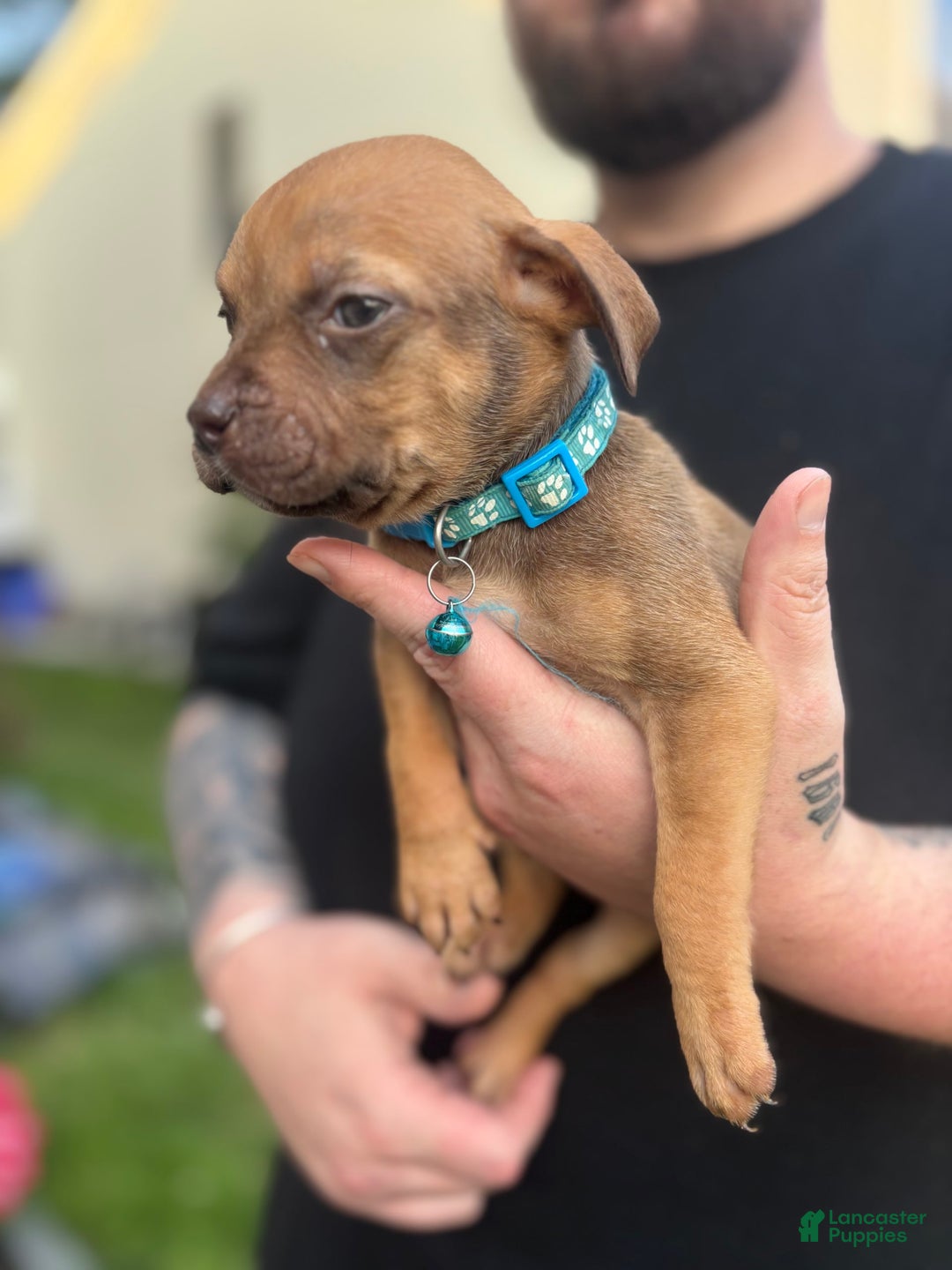 American Pit Bull Terrier dogs for sale: Little Girl - Image 1