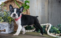 Boston Terrier dogs for sale: Mr. Goodbar - Image 2