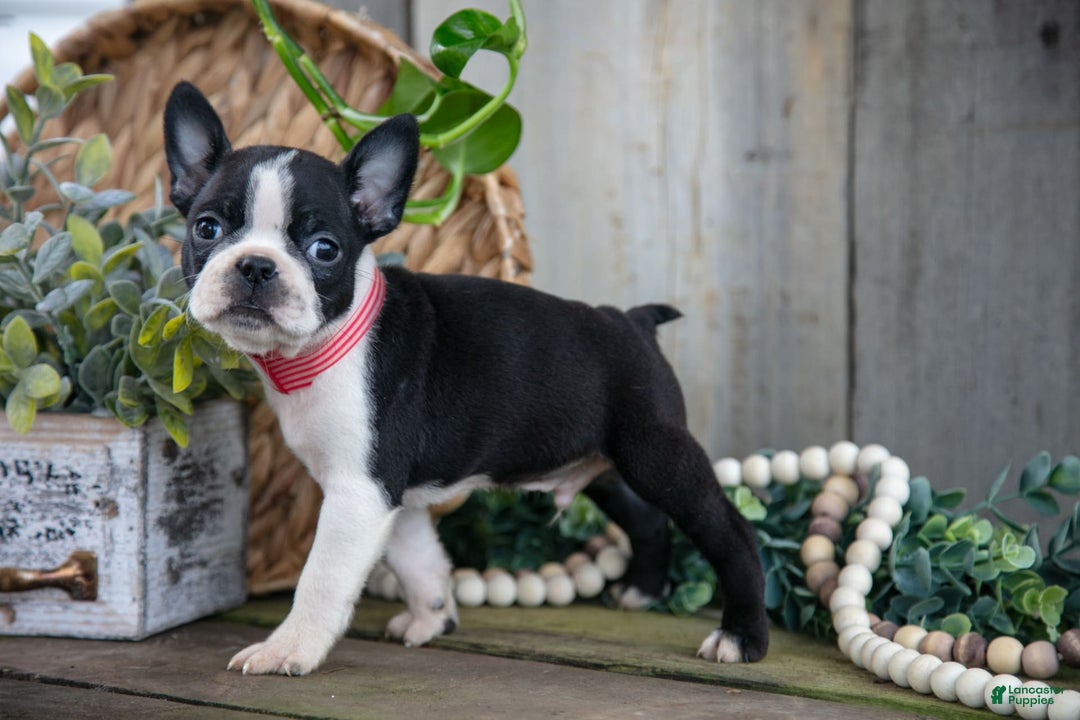 Boston Terrier dogs for sale: Mr. Goodbar - Image 2