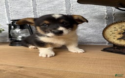 Welsh Corgi Pembroke dogs for sale: Chase - Image 9