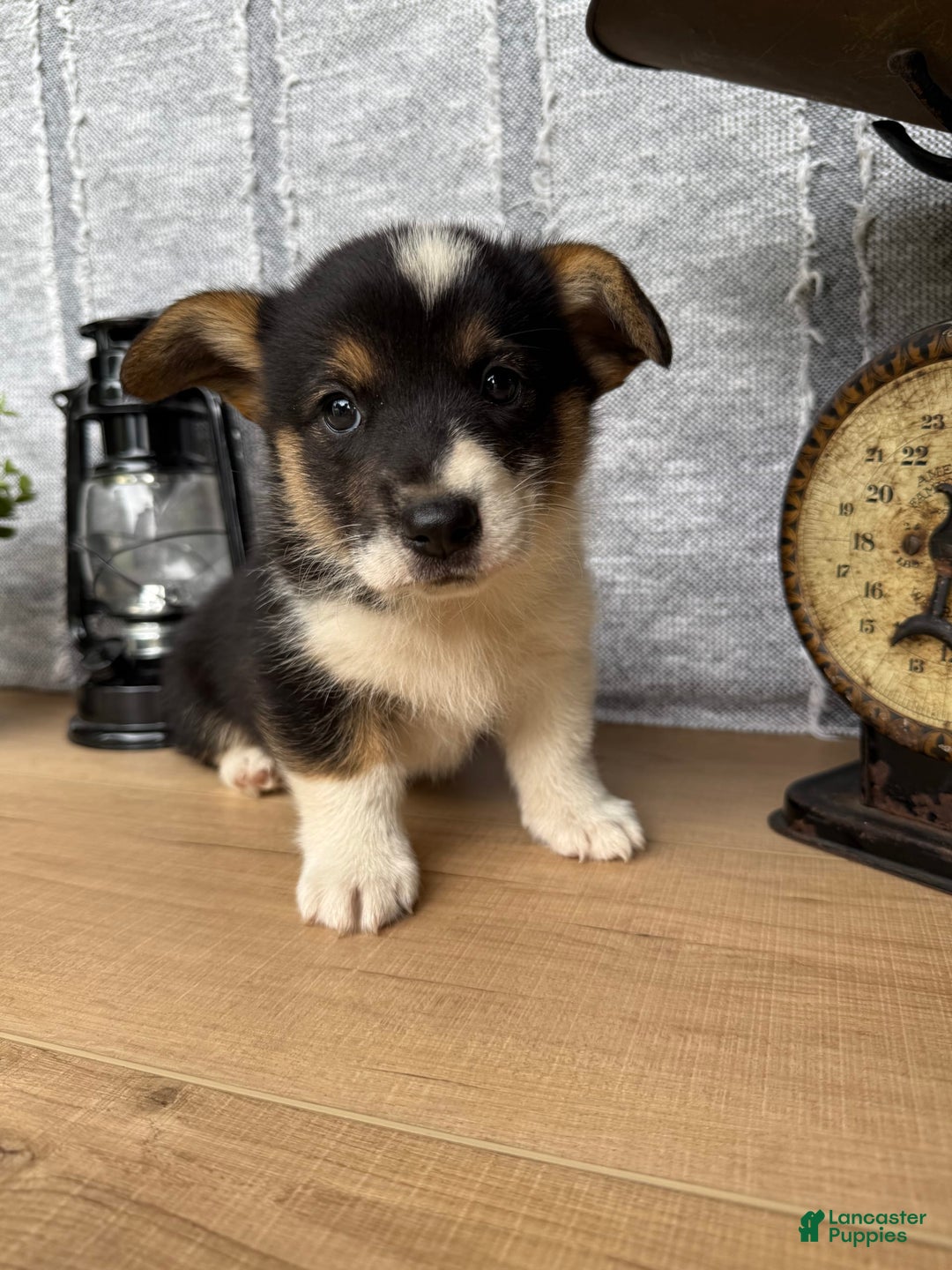 Welsh Corgi Pembroke dogs for sale: Chase - Image 9