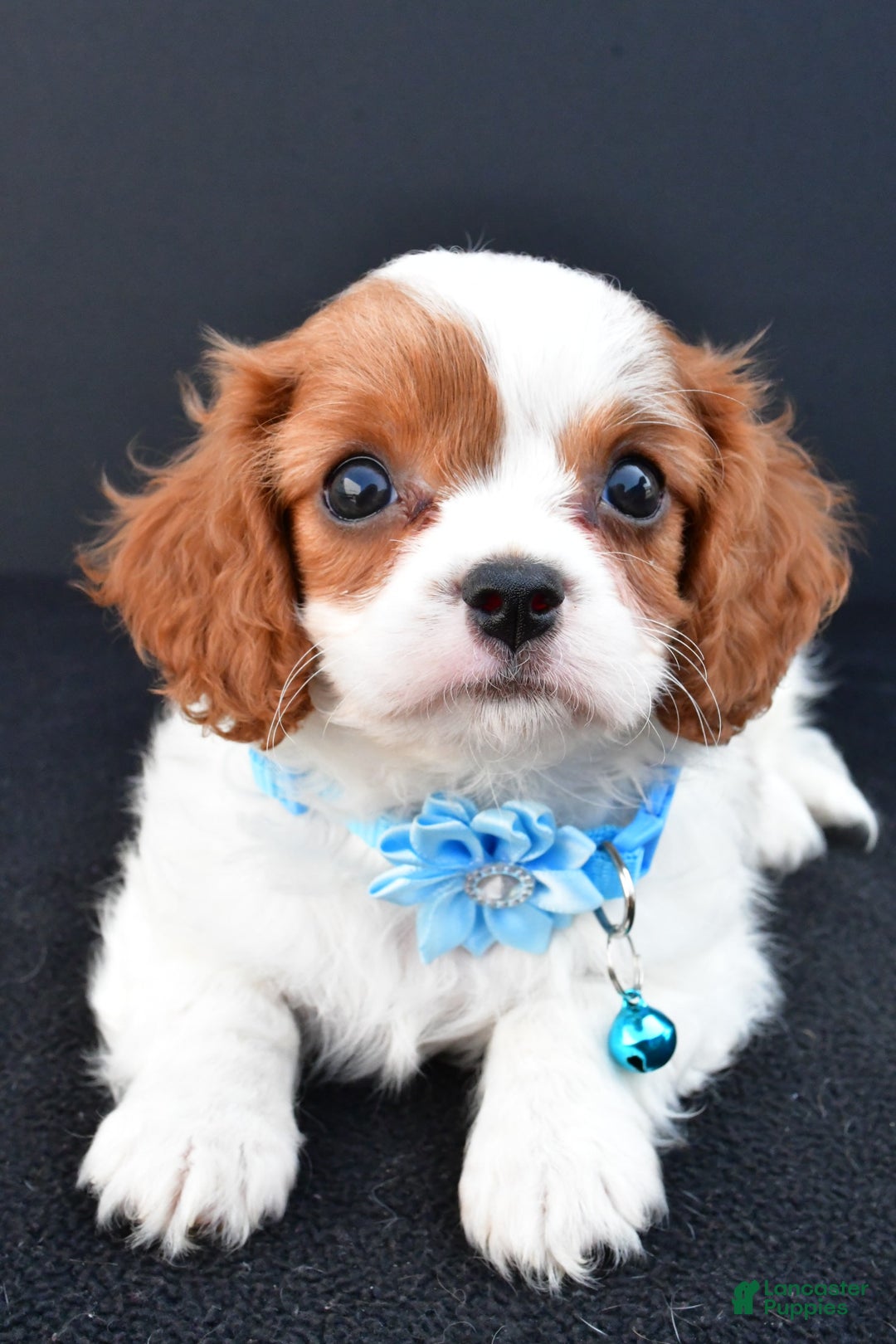 Cavapoo dogs for sale: Cavapoo 4 puppies - Image 5