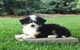 Mini Bernedoodle dogs for sale: Paris - Image 6