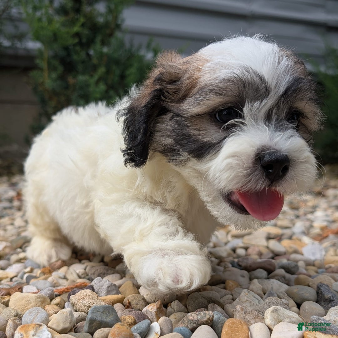 Teddy Bear dogs for sale: Marshmallow - Image 9
