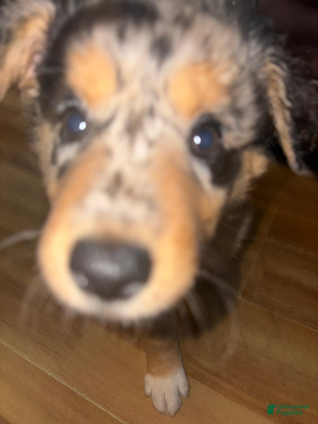 Border Collie dogs for sale: Silver - Image 2