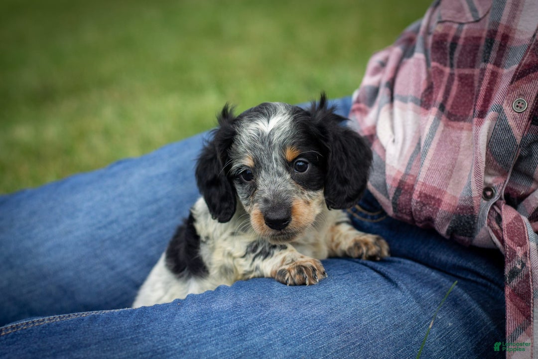 Miniature Dachshund dogs for sale: Maverick - Image 1
