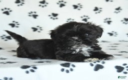 Shih Tzu dogs for sale: Fido - Image 1