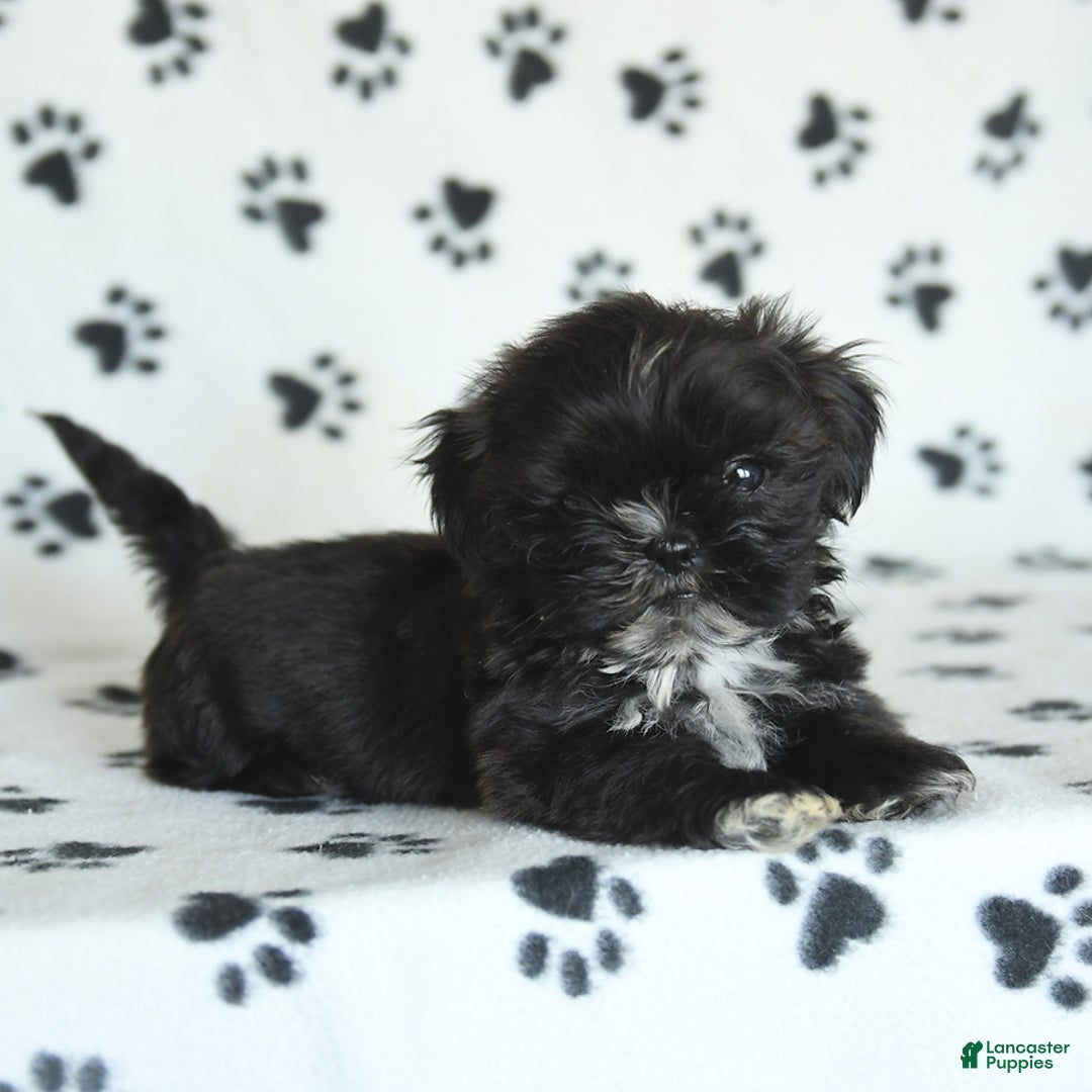 Shih Tzu dogs for sale: Fido - Image 1