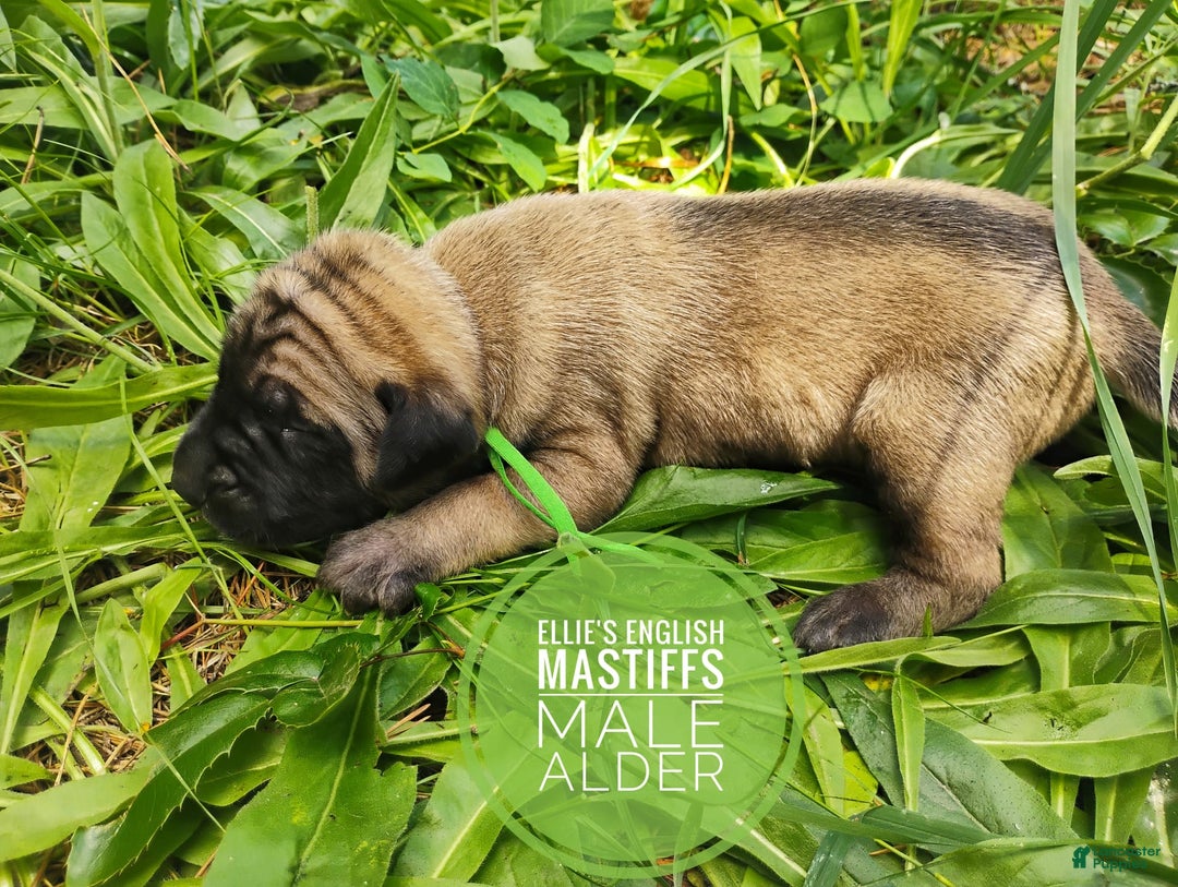 English Mastiff dogs for sale: Alder - Image 2