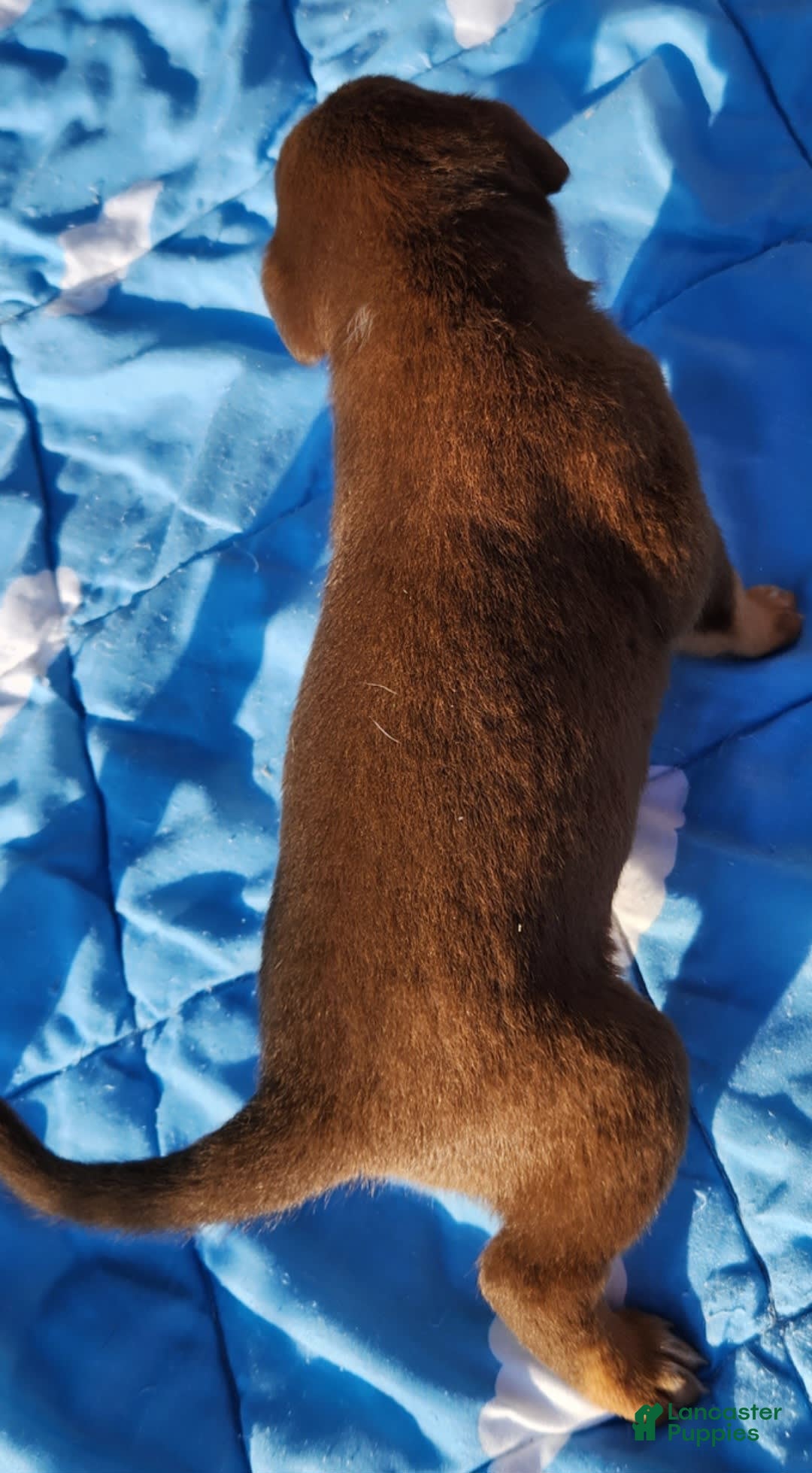Catahoula Leopard Dog dogs for sale: Zealand - Image 5