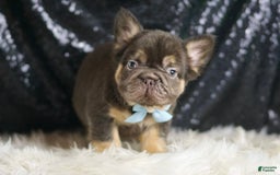 French Bulldog dogs for sale: Bentley - Image 3
