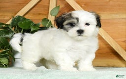 Teddy Bear dogs for sale: Willa - Image 1