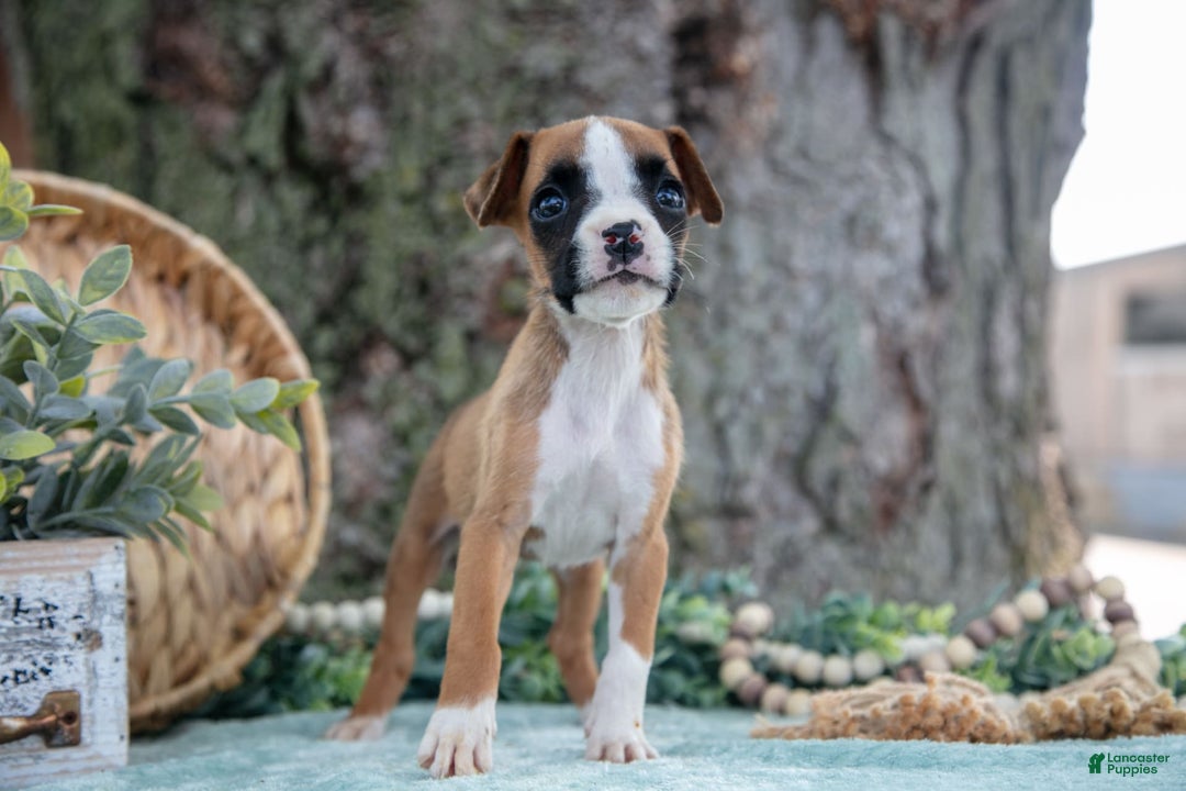 Boxer dogs for sale: Fable - Image 4