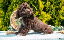 Cocker Spaniel dogs for sale: Dolly - Image 4