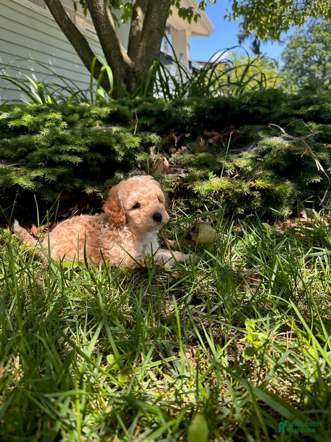Toy Poodle dogs for sale: Max - Image 5