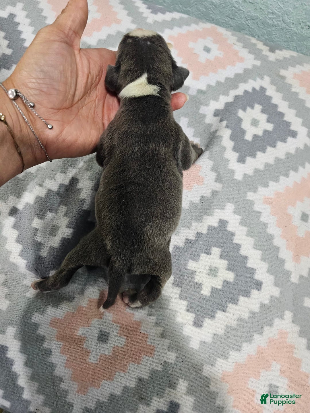 Staffordshire Bull Terrier dogs for sale: Bruiser Blue - Image 2
