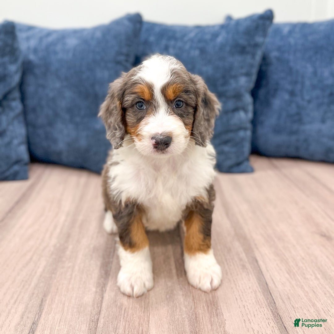 Mini Bernedoodle dogs for sale: Rusty - Image 4
