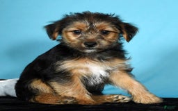 Yorkshire Terrier dogs for sale: Joey - Image 5