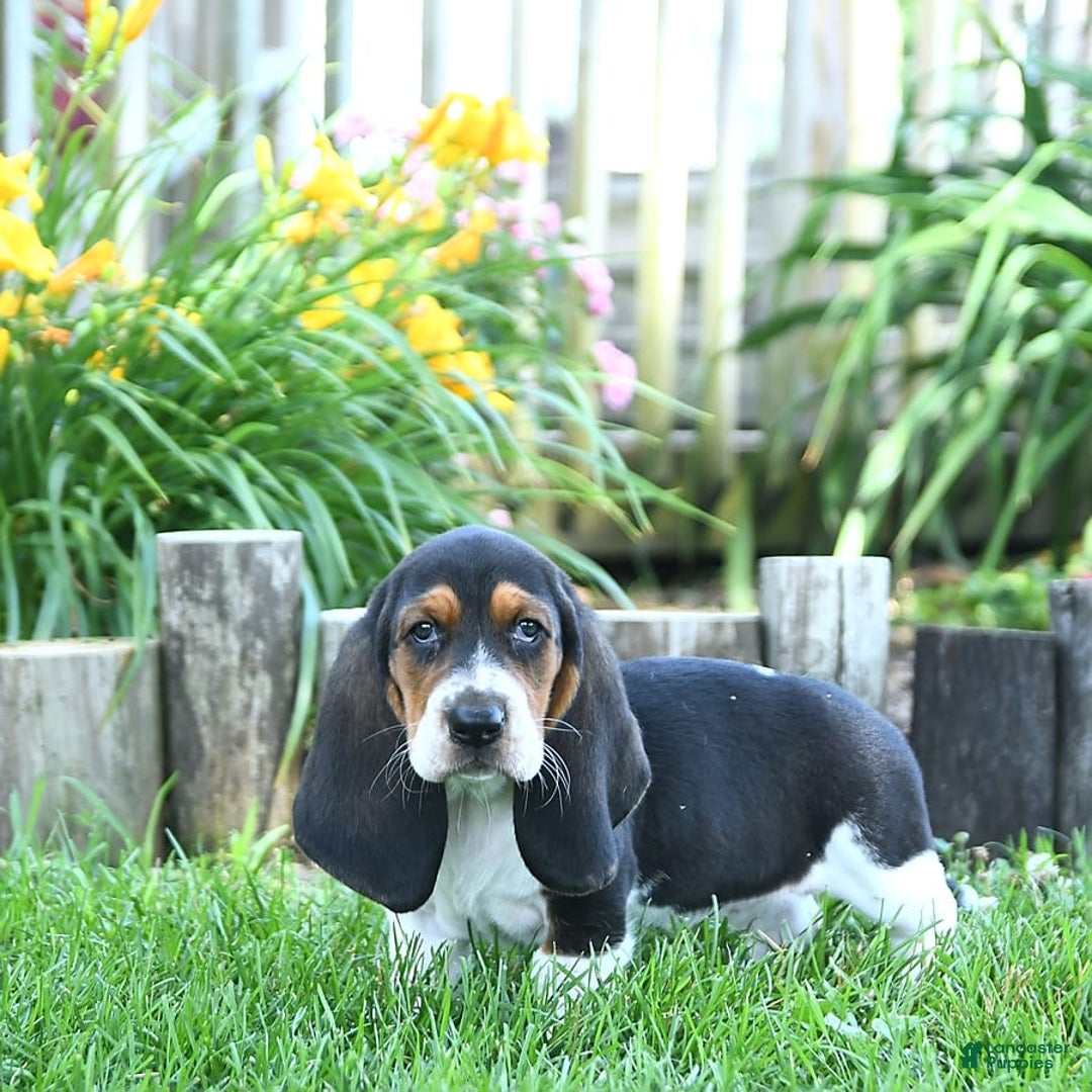 Basset Hound dogs for sale: Shanda - Image 4