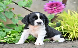English Springer Spaniel dogs for sale: Lou - Image 3
