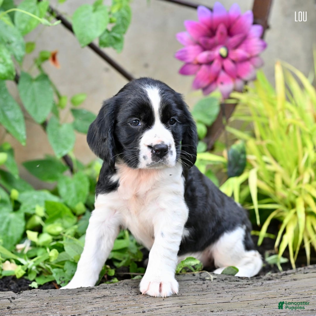 English Springer Spaniel dogs for sale: Lou - Image 3