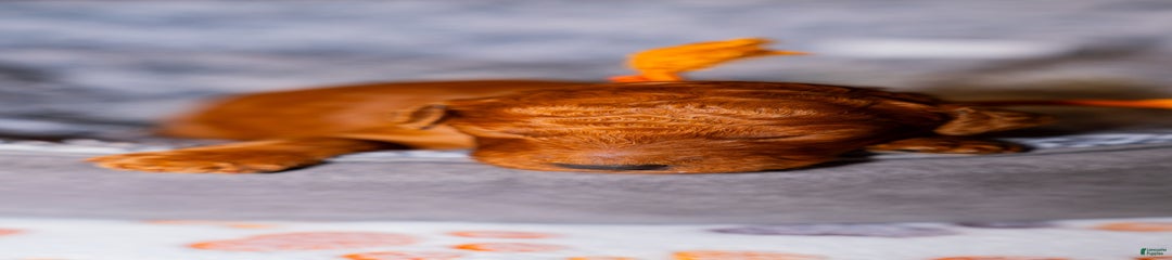 Trixie Orange Collar Poodle