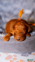 Trixie Orange Collar Poodle