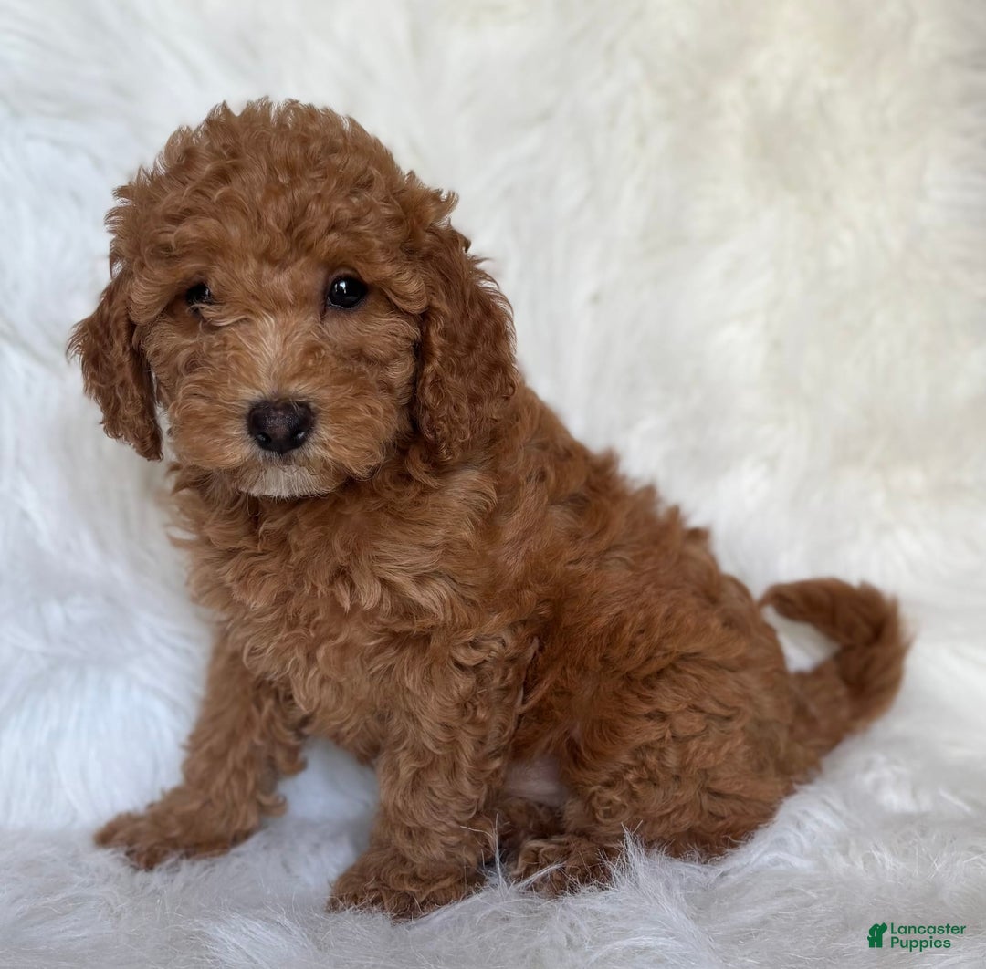 Mini Goldendoodle dogs for sale: Liberty - Image 2