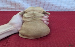 Cockapoo dogs for sale: Stoick - Image 8