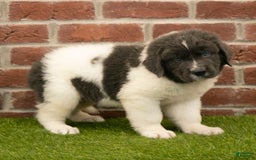 Newfoundland dogs for sale: Buster - Image 3