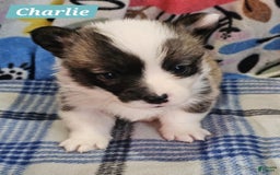 Welsh Corgi Pembroke dogs for sale: Charlie - Image 1