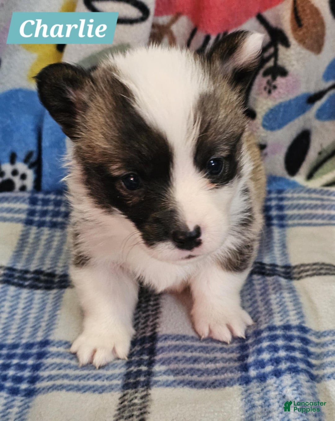 Welsh Corgi Pembroke dogs for sale: Charlie - Image 1