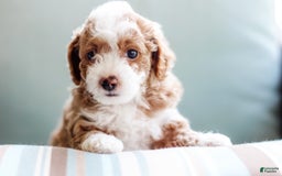 Mini Aussiedoodle dogs for sale: Cora - Image 1