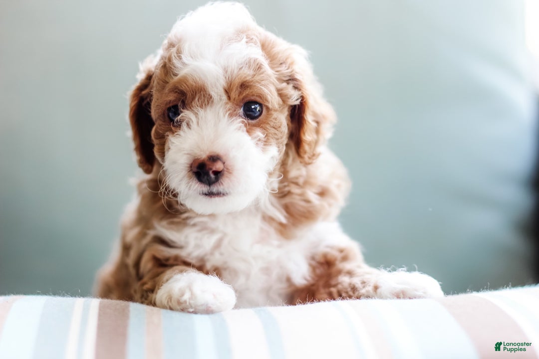 Mini Aussiedoodle dogs for sale: Cora - Image 1