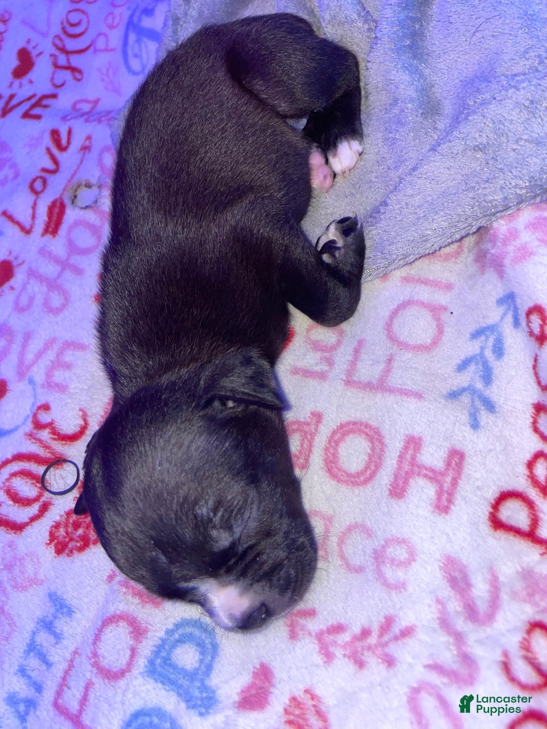 American Bully dogs for sale: Jazz - Image 1