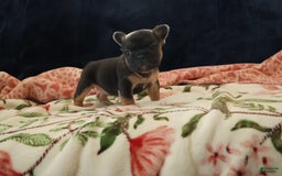 French Bulldog dogs for sale: Vega - Image 4