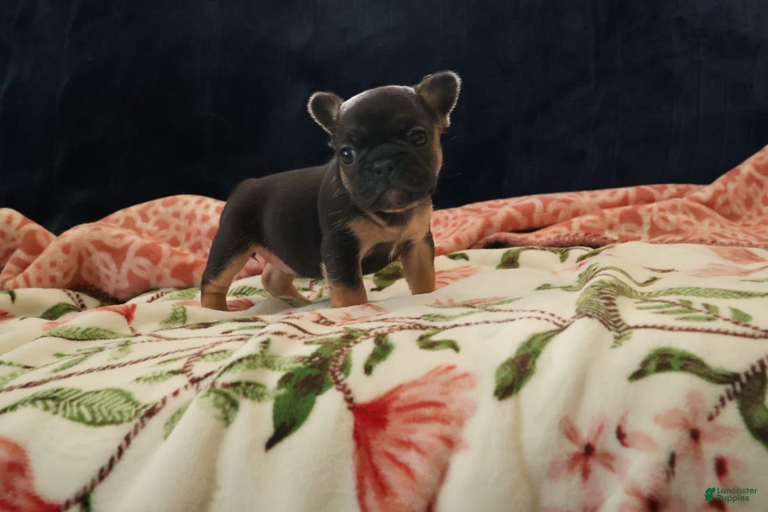 French Bulldog dogs for sale: Vega - Image 4
