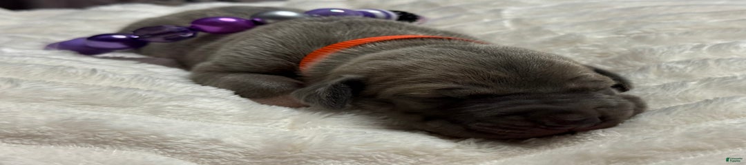 Blue Fawn Female