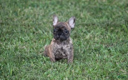 French Bulldog dogs for sale: Roland - Image 9