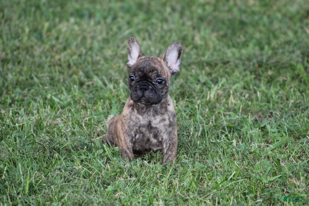 French Bulldog dogs for sale: Roland - Image 9