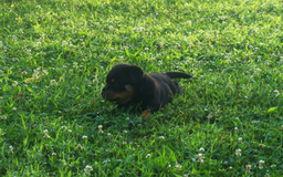 Rottweiler dogs for sale: Ruby - Image 5